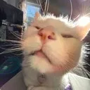 tiredcat