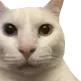 croppedreaction