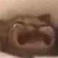 wahhhcat