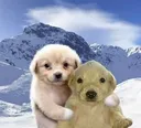Perritosabrazo