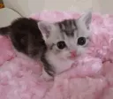 mewmew