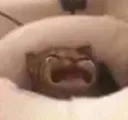 catcry