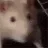 ratadiego