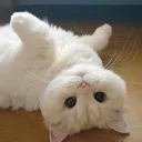 Stare Stare