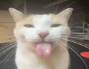 catp