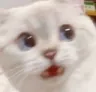 cat_scared