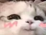 cat_blush