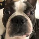 pug