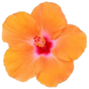 a_orange_flower Discord emoji
