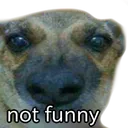 notfunny_meme_dog_stare Discord Emoji
