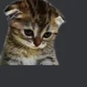 sadcat
