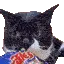 veryGato