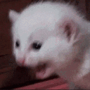 AAAA_Cat Discord Emoji