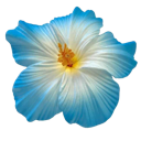 :ah_eblutropicflower7: