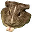 ZIGGYBADGE