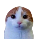 thisisthecat