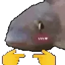 fishshy