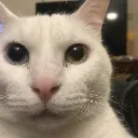 catcanny