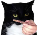 catBlunt