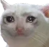 Sadcat Sadcat