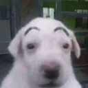 dawgwha dawgwha