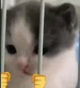 sillyjail