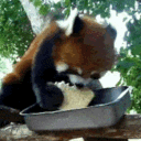 8221pandabread Discord Emoji