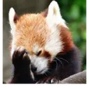7064redpandafacepalm Discord Emoji