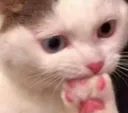 catnom