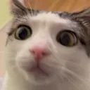CIlunashocked