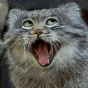 CIpallaslolface