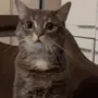 CIcatshocked
