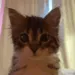 CIkitstare