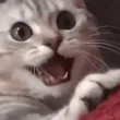 CIexcitewink