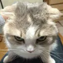 catnolike
