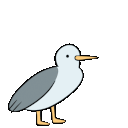 Gull_scream