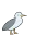 Gull_scream