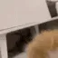 Idiot