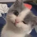 Cat Blink Discord Emoji