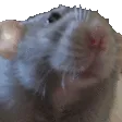semtex