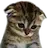 SadCat
