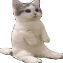 mehhcat mehhcat
