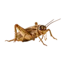 cricketrole1 Discord Emoji