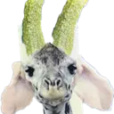 picklegiraffe picklegiraffe