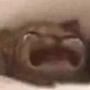 Catsob catsob Discord Emoji