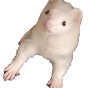 ferretgar