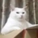 z_achaaa