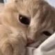 sadcat Discord Emoji