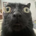 pixelcat