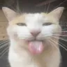 bleh bleh